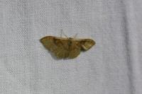 Idaea degeneraria