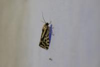 Emmelia trabealis
