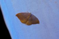 Watsonalla binaria