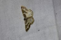 Lomaspilis marginata