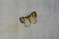 Lomaspilis marginata
