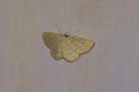 Cabera exanthemata