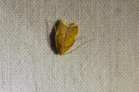 Carcina quercana