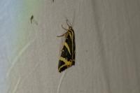 Euplagia quadripunctaria