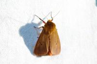 Phragmatobia fuliginosa