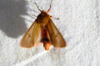 Phragmatobia fuliginosa
