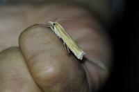 Agriphila tristella
