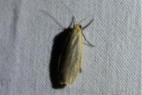 Collita griseola