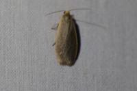 Collita griseola