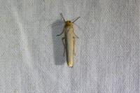 Eilema caniola