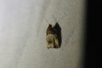 Notocelia roborana