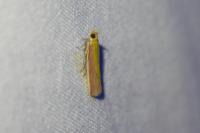 Oncocera semirubella