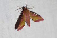 Deilephila porcellus