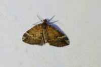 Perizoma lugdunaria
