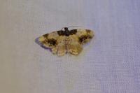Ligdia adustata