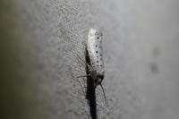 Yponomeuta