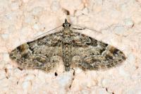 Gymnoscelis rufifasciata