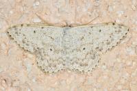Scopula marginepunctata