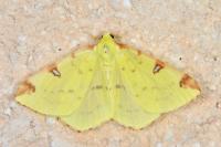 Opisthograptis luteolata