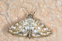 Elophila nymphaeata