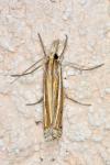 Ancylolomia tentaculella