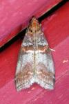 Acrobasis advenella