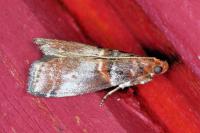 Acrobasis advenella