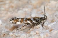 Aristotelia ericinella