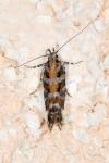 Aristotelia ericinella