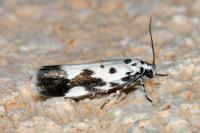 Ethmia quadrillella