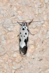 Ethmia quadrillella