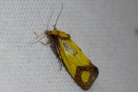 Agapeta zoegana
