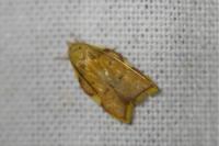 Carcina quercana