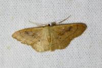 Idaea rubraria
