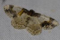 Ligdia adustata