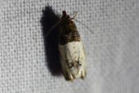 Notocelia roborana