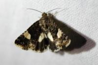 Tyta luctuosa