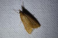 Udea ferrugalis