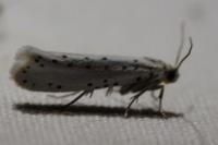 Yponomeuta