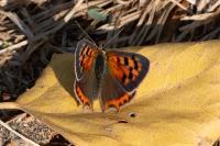Lycaena phlaeas