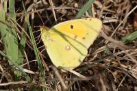 Colias crocea