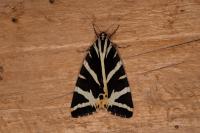 Euplagia quadripunctaria