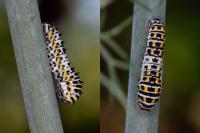 Papilio machaon