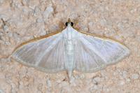 Palpita vitrealis