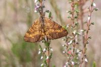 Ematurga atomaria