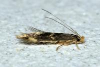 Oinophila v-flavum