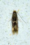 Oinophila v-flavum
