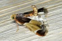Pyralis farinalis