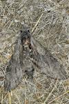 Agrius convolvuli