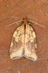 Acleris rhombana